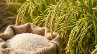 Giá lúa gạo hôm nay 3/7/2025: Lúa tăng từ 200-300 đồng