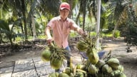 Phát động cuộc thi sáng tạo toàn cầu thúc đẩy hợp tác phát triển ngành dừa