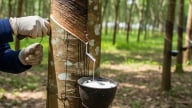 Giá cao su hôm nay 5/7/2025: Thị trường ổn định