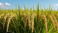 Giá lúa gạo hôm nay 9/7/2025: Trong nước vẫn biến động nhẹ