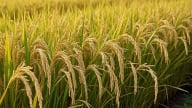 Giá lúa gạo hôm nay 6/7/2025: Biến động nhẹ