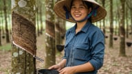 Giá cao su hôm nay 7/7/2025: Tăng nhẹ trở lại