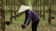 Giá cao su hôm nay 8/7/2025: Quay đầu giảm