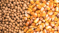 Nông dân, doanh nghiệp Argentina lên tiếng về thuế xuất khẩu lương thực cao