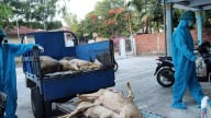 Đà Nẵng xuất hiện dịch tả lợn châu Phi