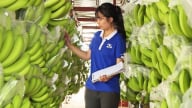 Chuối Việt Nam: Từ cây trồng phổ biến đến giấc mơ tỷ đô