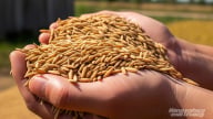 Giá lúa gạo hôm nay 23/7/2025: Gạo xuất khẩu tăng trở lại
