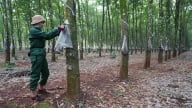 [Bài 2]: Công nhân Phú Riềng thủy chung với nghề