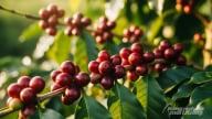 Giá cà phê hôm nay 24/7/2025: Arabica tiếp tục tăng mạnh