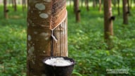 Giá cao su hôm nay 24/7/2025: Trong nước biến động nhẹ