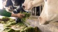 Vinamilk ‘mở khóa' tự nhiên tại Green Farm: Mô hình sinh thái truyền cảm hứng