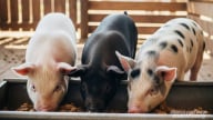 Giá heo hơi hôm nay 25/7/2025: Đứng yên sau chuỗi ngày giảm giá