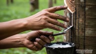 Giá cao su hôm nay 26/7/2025: Không có biến động mới