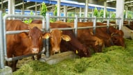 Tăng cường hợp tác để phát triển hệ sinh thái chăn nuôi bền vững