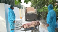 Ninh Bình nghiêm cấm giấu dịch, vứt xác động vật ốm, chết ra môi trường