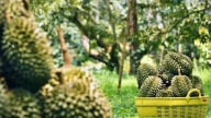 Sầu riêng chín cây và giấc mơ nhiệt đới của Trung Quốc