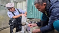 Cá tầm không rõ nguồn gốc 'gắn mác' Lào Cai gây khó khăn cho người nuôi