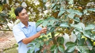 Cần Thơ có 571 mã số vùng trồng cây ăn trái phục vụ xuất khẩu