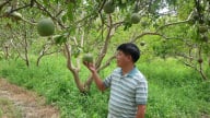 Yêu đất, hiểu cây, chế biến nhiều sản phẩm hữu cơ từ cây bưởi