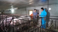 Vì sao chưa kiểm soát được dứt điểm dịch tả lợn Châu Phi?