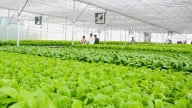 Tây Ninh tập trung phát triển nông nghiệp công nghệ cao