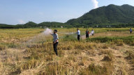 Nạn săn bắt chim yến trái phép vẫn phức tạp