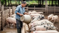 Giá heo hơi hôm nay 22/8/2025: Một số nơi chỉ còn 54.000 đ/kg