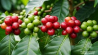 Giá cà phê hôm nay 24/8/2025: Tuần này tăng nóng gần 7.000 đ/kg