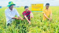 Bình Điền – Hành trình hơn nửa thế kỷ phụng sự nông dân