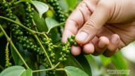 Giá tiêu hôm nay 28/8/2025: Tăng mạnh lên mốc 150.000 đ/kg