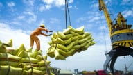 Giá lúa gạo hôm nay 30/8/2025: Mặt hàng gạo hồi phục