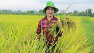 Nông dân Nghệ An mê giống lúa TBR97
