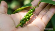 Giá tiêu hôm nay 31/8/2025: Tuần này trong nước vẫn tăng nóng