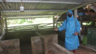 Đà Nẵng: Khống chế dịch tả lợn châu Phi, siết chặt ngừa tái phát