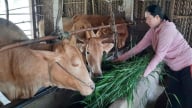 Cải thiện đời sống người dân nhờ mô hình sinh kế