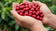 Giá cà phê hôm nay 5/9/2025: Thế giới biến động nhẹ