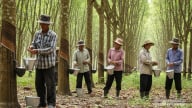 Giá cao su hôm nay 5/9/2025: Đồng loạt giảm nhẹ
