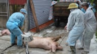 Những biện pháp chăn nuôi bền vững phòng chống dịch tả lợn châu Phi