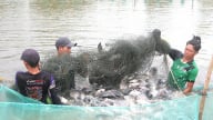 Hoa Kỳ, châu Âu có nhu cầu nhập khẩu lớn cá rô phi
