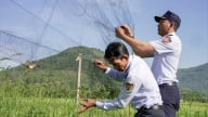 Thách thức bảo tồn quần thể chim yến