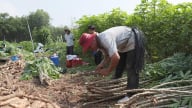 Nhân nhanh giống sắn kháng bệnh khảm lá - những giải pháp từ Tây Ninh