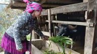 Hỗ trợ hơn 6,3 tỷ đồng phát triển chăn nuôi ở Trạm Tấu