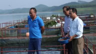 Hồi sinh vựa cá hồ Thác Bà: [Bài 4]: Nâng tầm ‘vựa cá’ khổng lồ