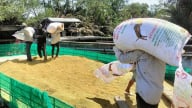Lắng nghe, tháo gỡ rào cản cho ngành hàng lúa gạo