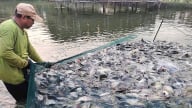Cá rô phi vuợt định kiến