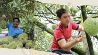 Hành động quyết liệt và đồng bộ để giữ vững thị trường sầu riêng