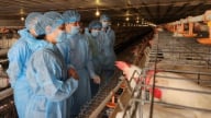 Xây dựng vùng an toàn dịch bệnh với khu vực chăn nuôi nhỏ lẻ