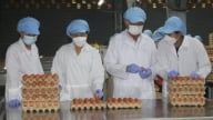 Tin đồn 'trứng gà giả' phá hoại ngành chăn nuôi
