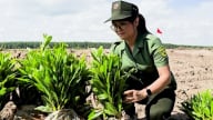 Phát động trồng cây phủ xanh rừng phòng hộ