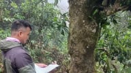 Nhân giống chè shan cổ thụ
